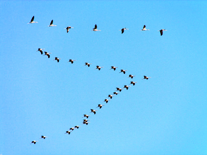 Eurasian_Cranes_migrating_to_Meyghan_Salt_Lake